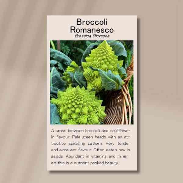 broccoli-romanesco-front broccoli-romanesco-front