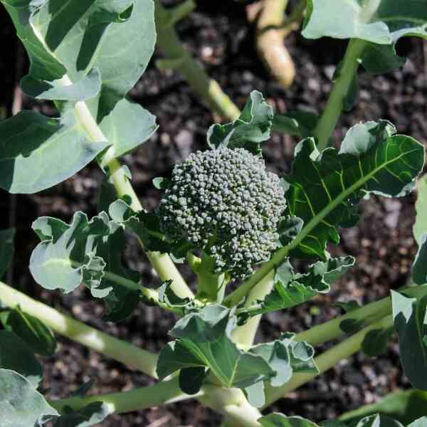 broccoli-sprouting calabrese-seeds-1 broccoli-sprouting calabrese-seeds-1