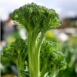 Broccoli Sprouting Calabrese