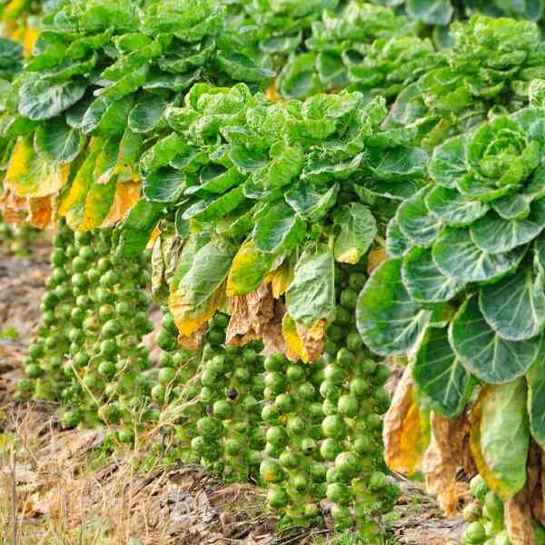 brussels-sprouts-long-island-improved-seeds-2 brussels-sprouts-long-island-improved-seeds-2