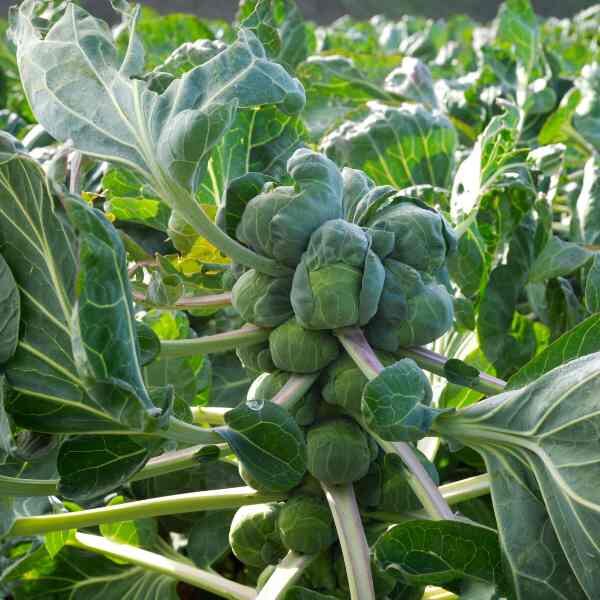 brussels-sprouts-long-island-improved-seeds-5 brussels-sprouts-long-island-improved-seeds-5