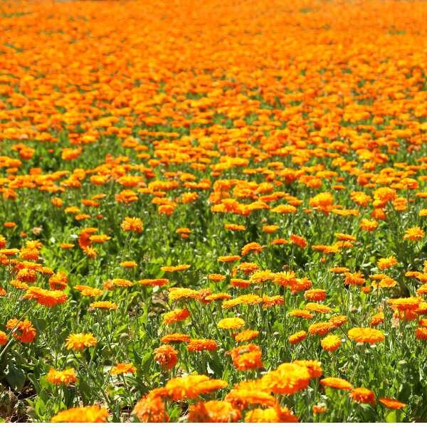 calendula-pacific-beauty-seed-2 calendula-pacific-beauty-seed-2