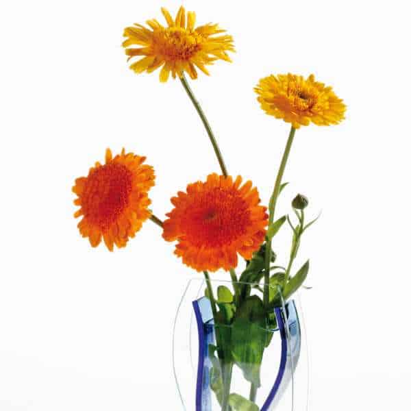 calendula pacific beauty seed 3