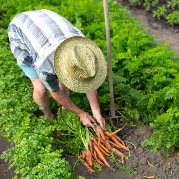 carrot-all-seasons-seeds-2 carrot-all-seasons-seeds-2