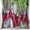 carrot-cosmic-purple-seeds-6