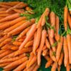 carrot-nantes-darcy-seeds-1