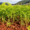 carrot-nantes-darcy-seeds-3