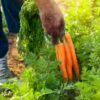 carrot-nantes-darcy-seeds-4