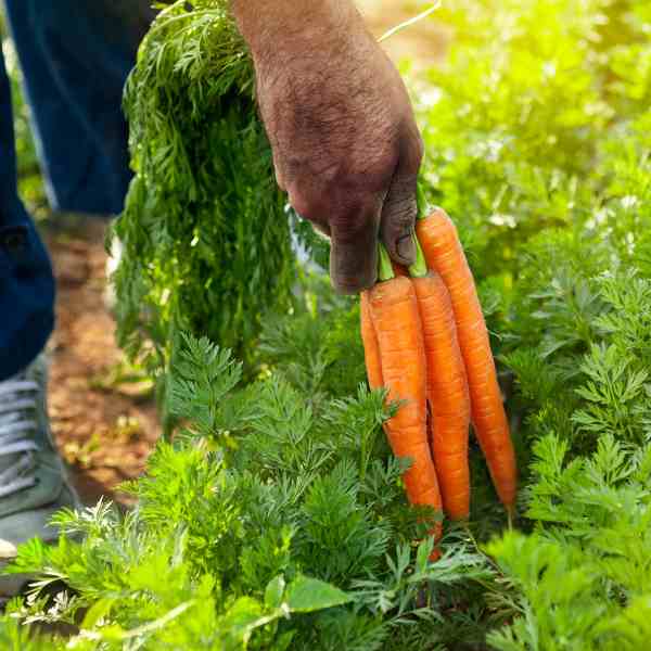 carrot nantes darcy seeds 4