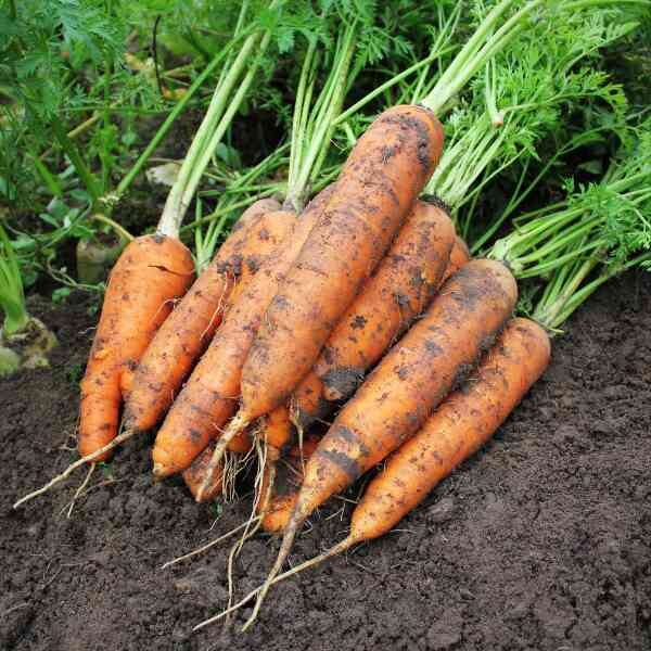 carrot-royal-chantenay-seeds-2 carrot-royal-chantenay-seeds-2
