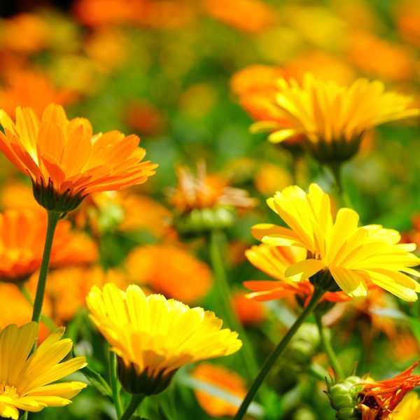 herb calendula seeds