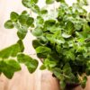 oregano vulgare potted and sitting on a wooden board.