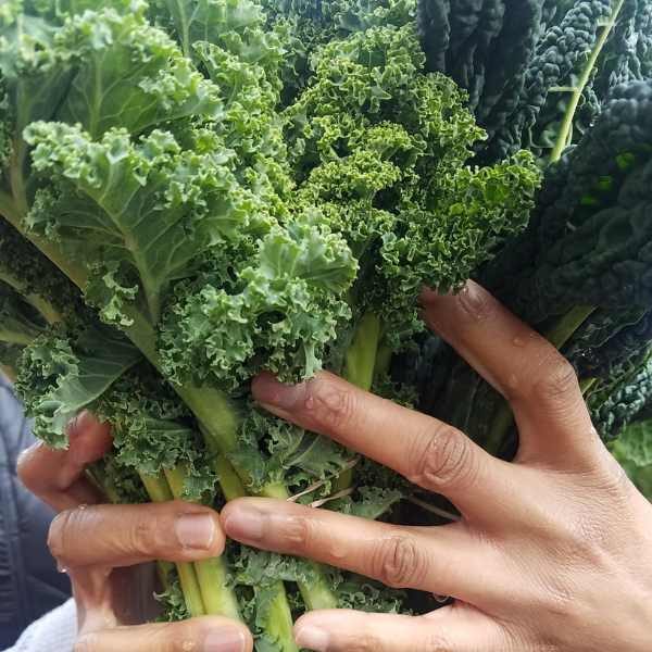 kale-dwarf-siberian-seed kale-dwarf-siberian-seed