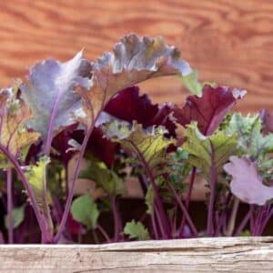 Kale Red Russian