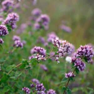 oregano-vulgare-seeds-2