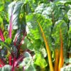 Mix of coloured silverbeet rainbow chard leaves.