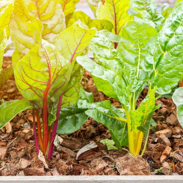 silverbeet rainbow chard seed 2