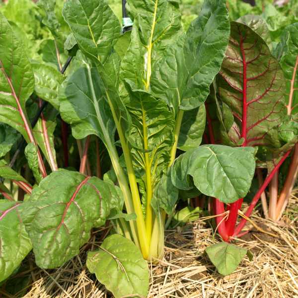 silverbeet rainbow chard seed 3