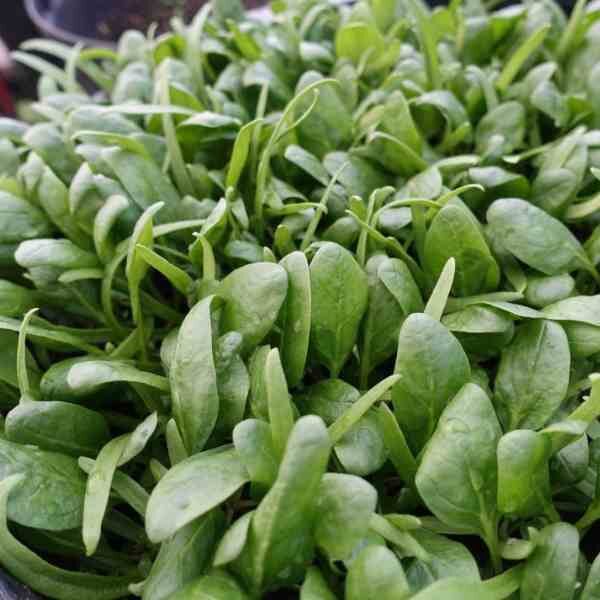 spinach-bloomsdale-seeds-4 spinach-bloomsdale-seeds-4