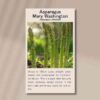 asparagus-mary-washington-front