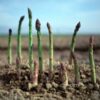 asparagus-mary-washington-seeds-1