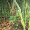 asparagus-mary-washington-seeds-2