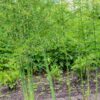 asparagus-mary-washington-seeds-3