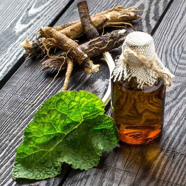 burdock-takinogawa-seed burdock-takinogawa-seed