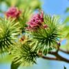burdock-takinogawa-seeds=1