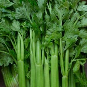 Celery Tall Utah