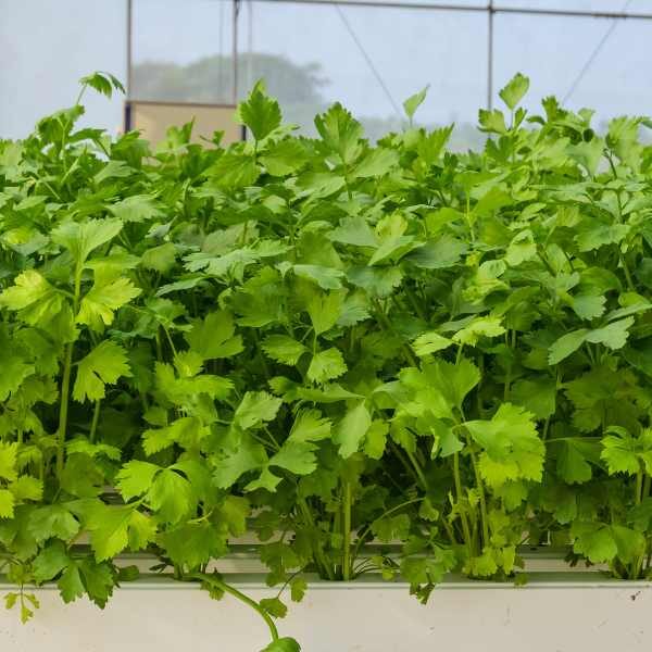 celery-tall-utah-seeds-1 celery-tall-utah-seeds-1