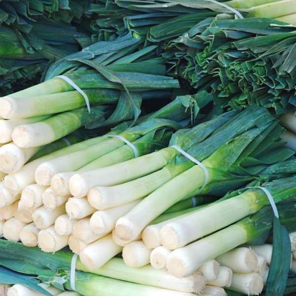leek-autumn-giant-seeds-5 leek-autumn-giant-seeds-5