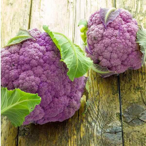 purple-cauliflower-seeds-1 purple-cauliflower-seeds-1