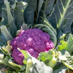 Cauliflower Purple Sicily