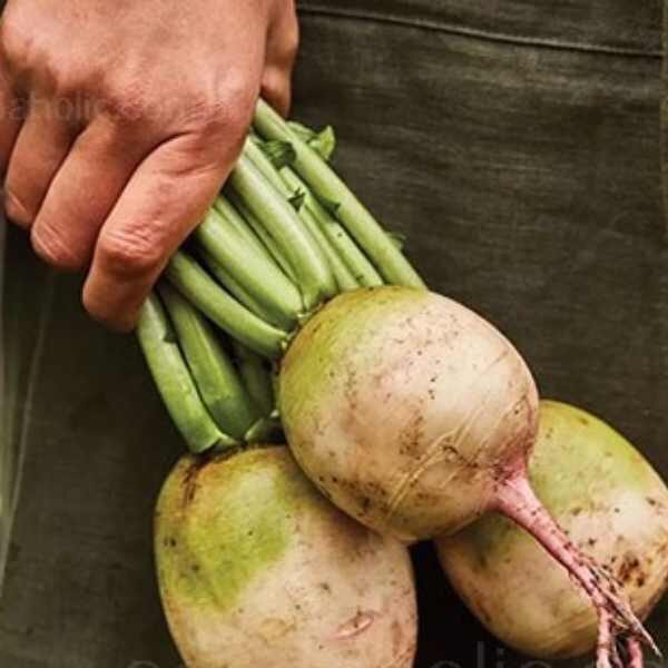 radish-watermelon-root-seeds radish-watermelon-root-seeds