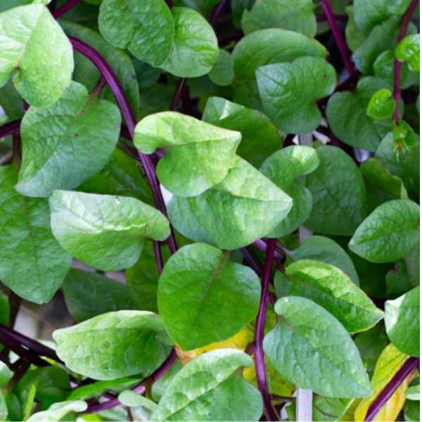 spinach red malabar seeds