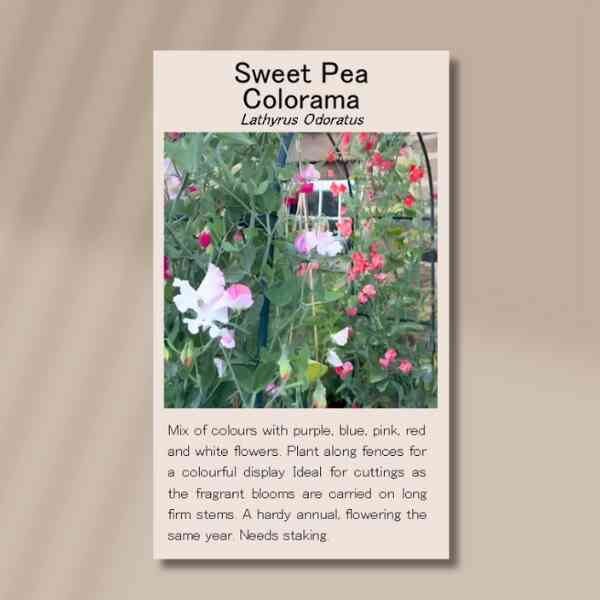 sweet-pea-colorama-front-2 sweet-pea-colorama-front-2