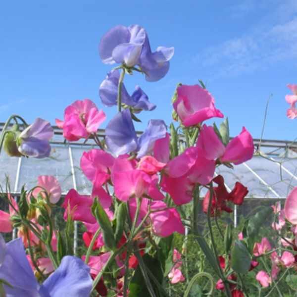 sweet-pea-colourama-seed sweet-pea-colourama-seed