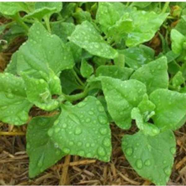 warragul-greens-seeds-3 warragul-greens-seeds-3
