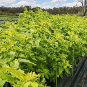 Amaranth Green Leaf