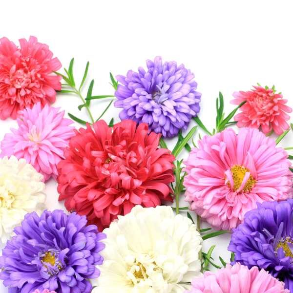 aster-pompom-mixed-colours-seeds aster-pompom-mixed-colours-seeds
