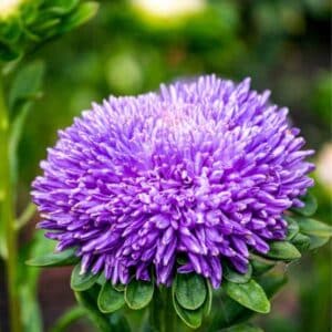 aster-powder-puff-mix-seed-1