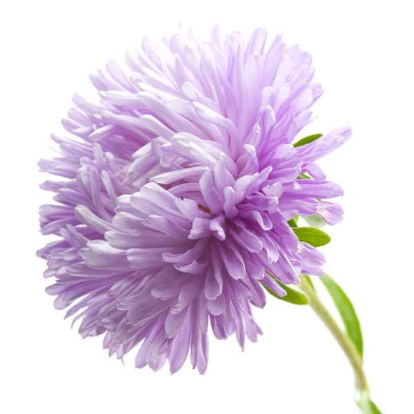 aster powder puff mix seed 3