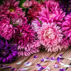 Aster Powder Puff Mix