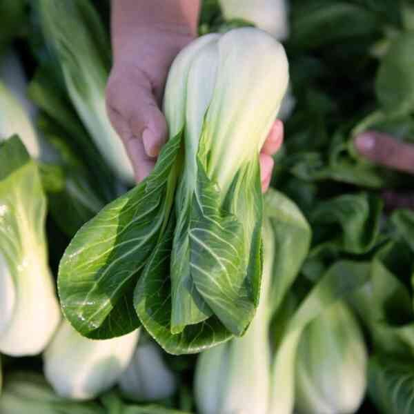 bok-choy-seeds-1