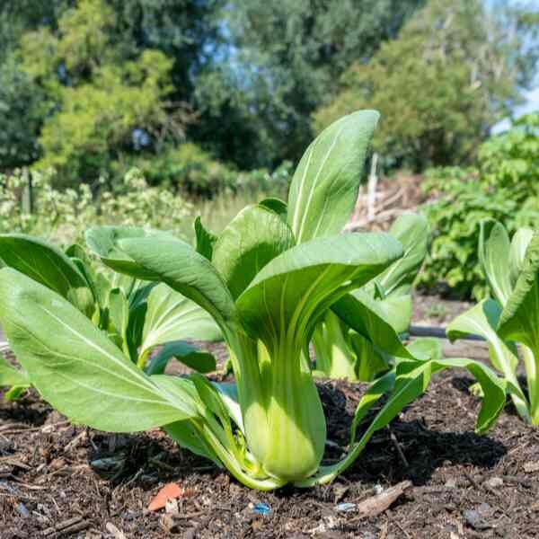 bok-choy-seeds-1 bok-choy-seeds-1