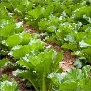cabbage-michihli-seeds-5