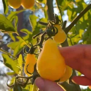 Tomato Yellow Pear