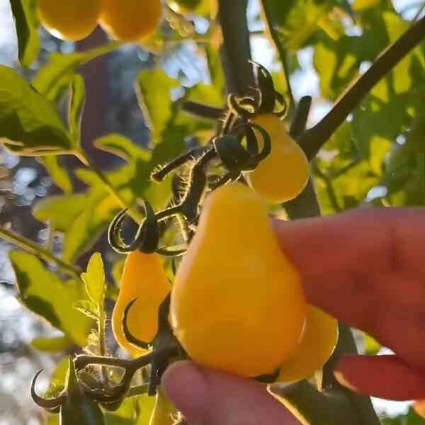 cherry-tomato-yellow-pear-6 cherry-tomato-yellow-pear-6