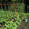 climbing-bean-blue-lake-seeds